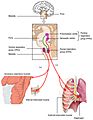 2327 Respiratory Centers of the Brain