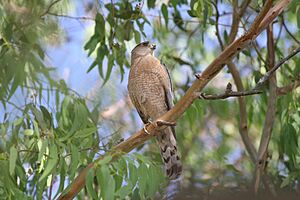 Accipiter striatus 3.jpg