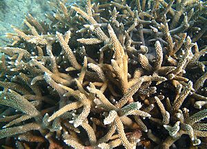 Acropora muricata.jpg