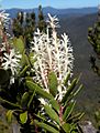 Agastachys odorata flowers