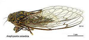 Amphipsalta zelandica lateral