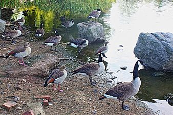 Animals of Attenborough Nature Reserve 01