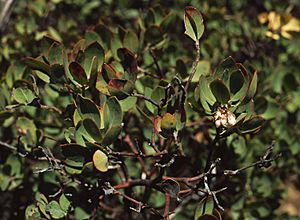 Arctostaphylos glandulosa.jpg