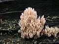 Artomyces pyxidatus 50537