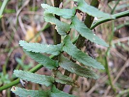 Asplenium platyneuron 3