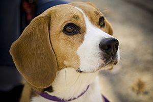 Beagle portrait Camry