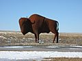 Bison, Prairie City, Iowa