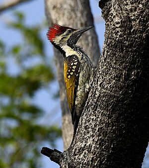 Black-rumped Flameback AMSM0470