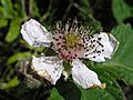 Blackberry flower 01