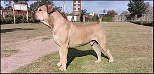 Boerboel fawn border.jpg