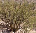 Bursera-microphylla-organpipe