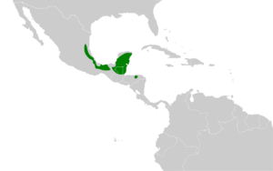 Campylopterus curvipennis map.svg