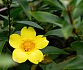 Carolina jessamine -- Gelsemium sempervirens