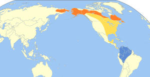 Catharus minimus map.svg