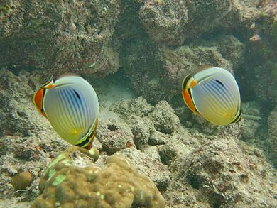 Chaetodon trifasciatus Landaagiraavaru