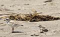 Charadrius melodus -Cape May, New Jersey, USA -parent and chick-8 (1)