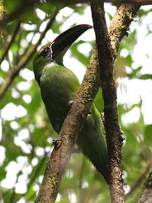 Chestnut-tipped Toucanet.JPG