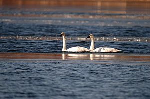 Christmas Lake Swans 2006