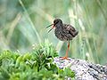 Common Redshank (3)