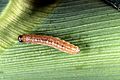 Corn borer