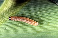 Corn borer