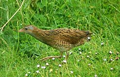 Corncrake2.jpg