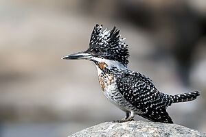 Crested Kingfisher Prasanna Mamidala