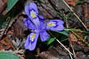 Dwarf Lake Iris (Iris lacustris) (4719619035).jpg