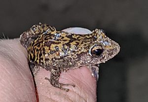 Eleutherodactylus guanahacabibes 60111281 (cropped).jpg