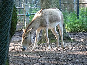 Equus hemionus kulan.JPG