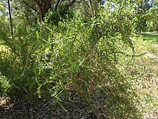 Eremophila lactea habit