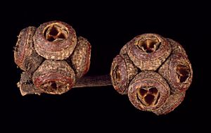 Eucalyptus camfieldii fruit