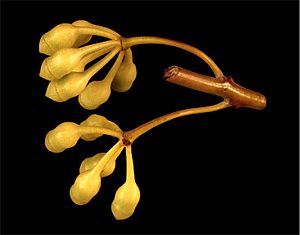 Eucalyptus decurva buds