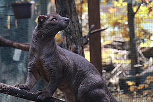 Fossa on branch