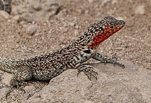 Galápagos Lava Lizard 02 (cropped).jpg