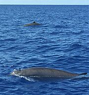 Gervais' Beaked Whale.jpg