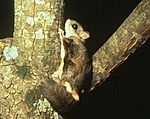 Glaucomys sabrinus