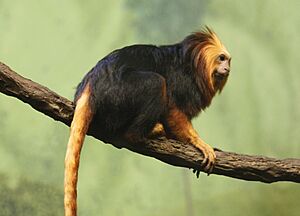 Golden-headed Lion Tamarin 095.jpg