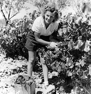 Grape picking at Hamilton's Vineyard