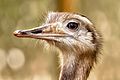 Greater rhea close up