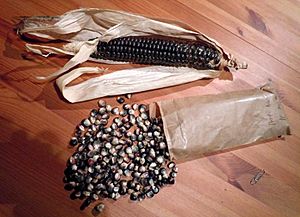 Hopi Blue Corn