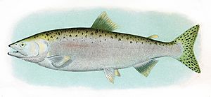 Humpback Salmon Adult Male.jpg