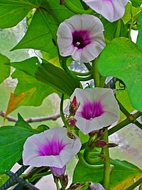 Ipomoea batatas 002