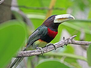 Ivory-billed Aracari RWD4.jpg