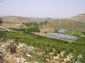 Khirbet Seilun 31.JPG