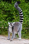 Lemur catta