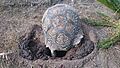 Leopard tortoise digging hole