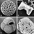 Marine-microfossils-major hg