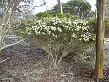 Melaleuca bromelioides 01