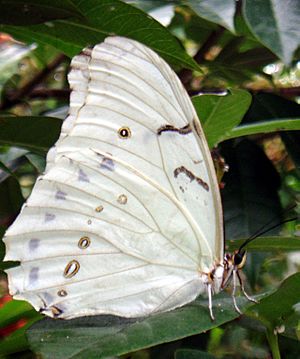 Morpho Polyphemus close